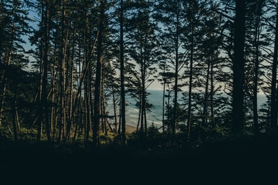 森林在黎明的照片
